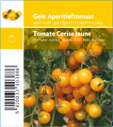 Tomate jaune cerise Star Gold F1 (tray 12 pot)